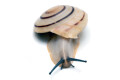 Pleurodonte marginella marginella Cuba light adult